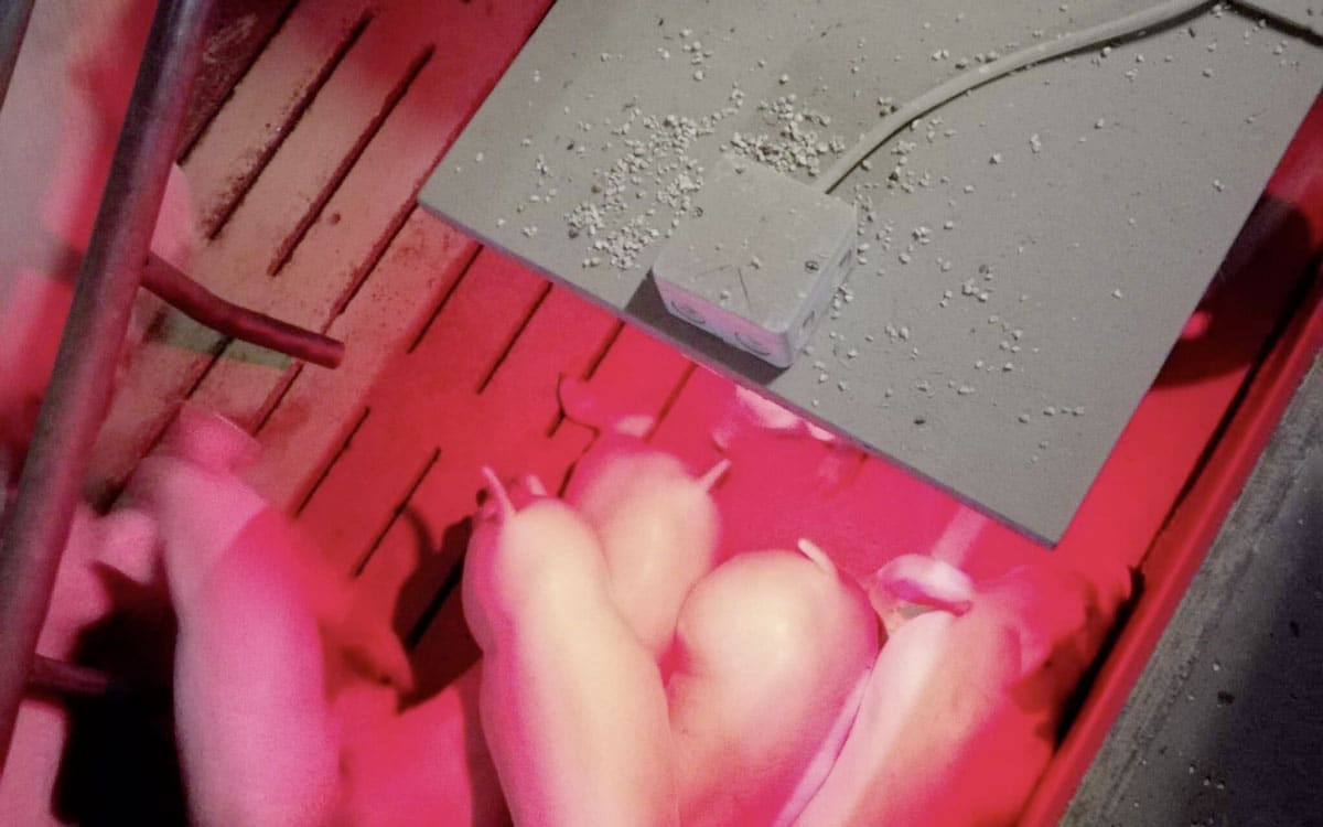 CNT-Wärme in der Tieraufzucht und -haltung