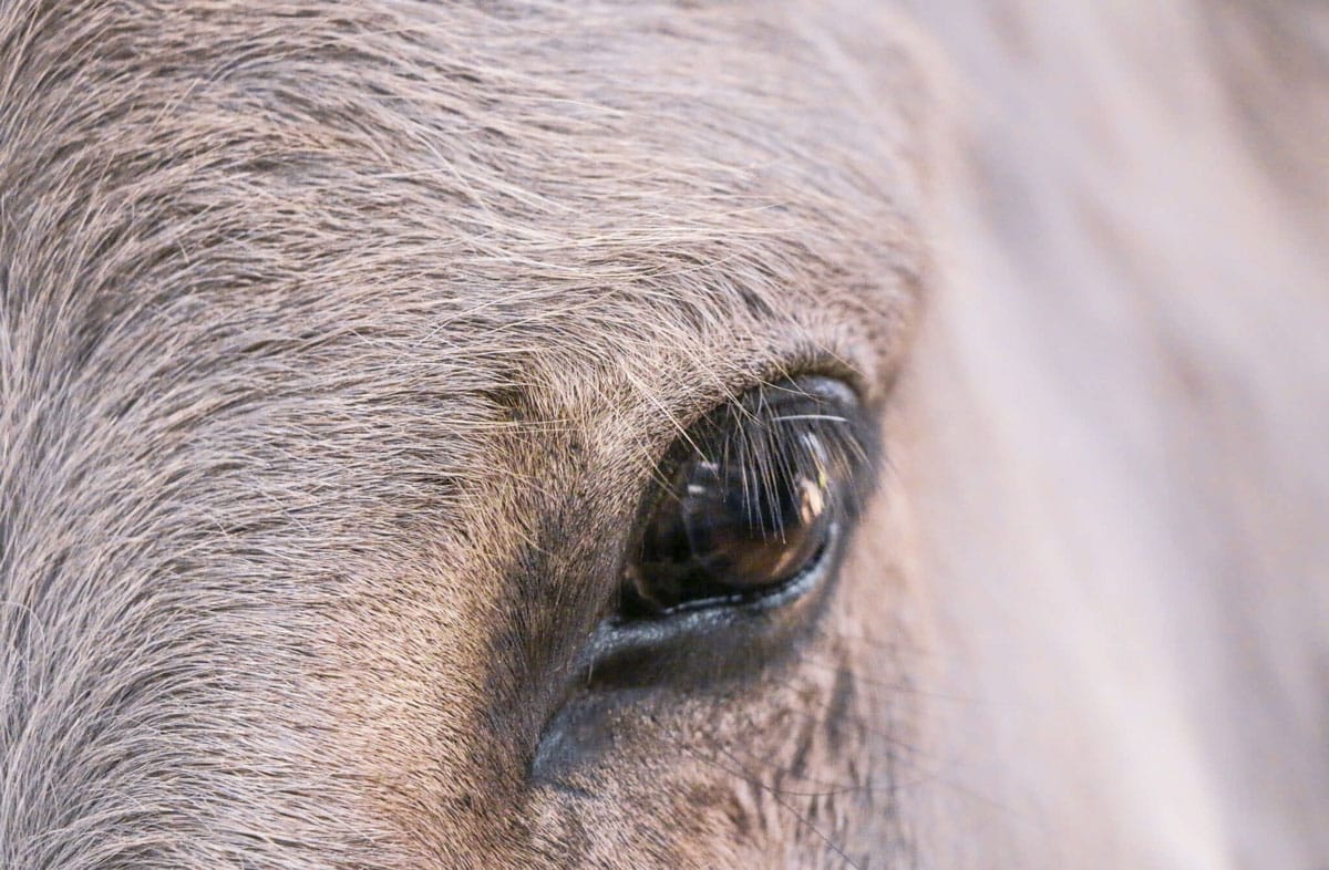 Infrarotheizungen für die Tiertherapie