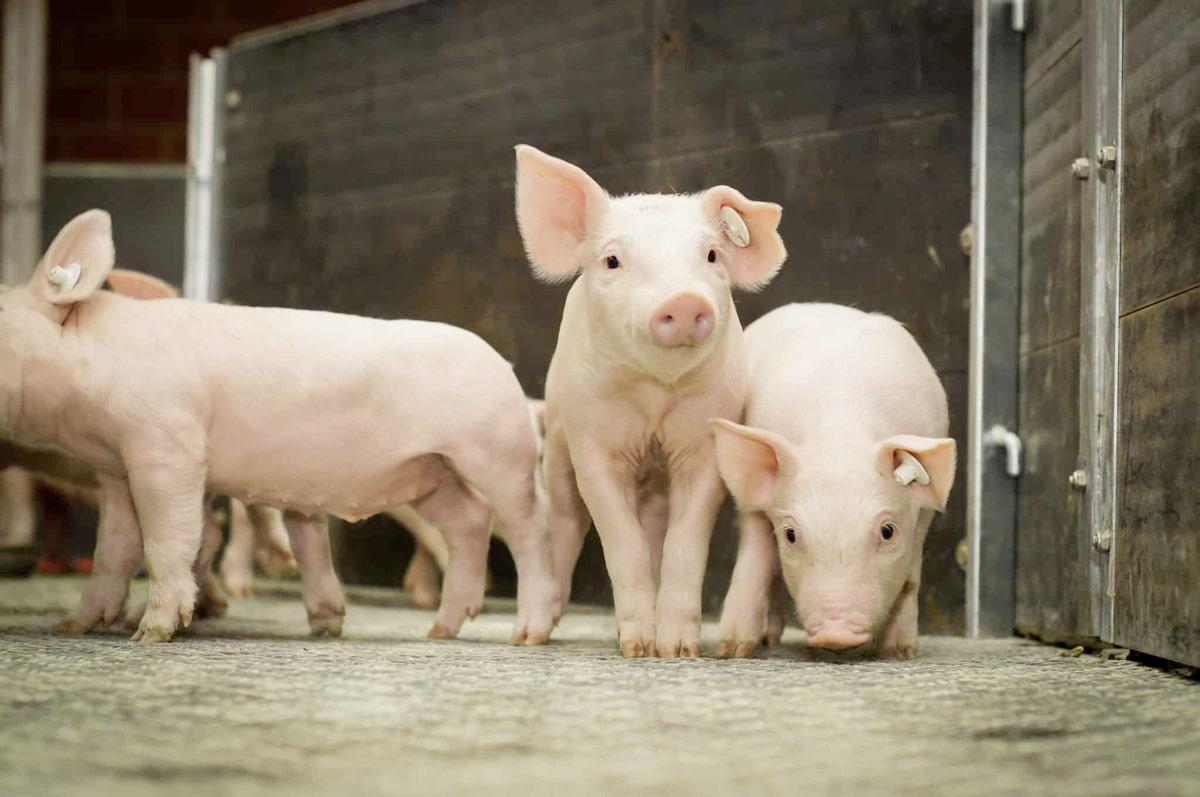 Wärmetechnik für Landwirte und Tierzüchter